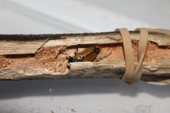 Castiarina rufipennis