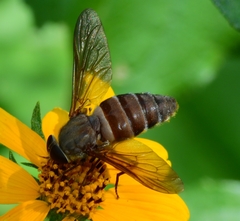 Esenbeckia