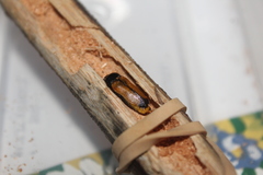 Castiarina rufipennis