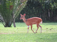 Tragelaphus scriptus bor
