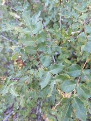 Berberis swaseyi