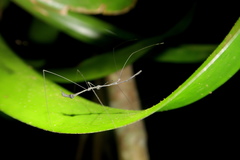 Ghilianella puncticauda