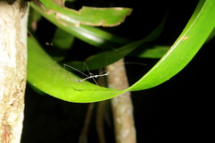 Ghilianella puncticauda