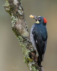 Melanerpes formicivorus