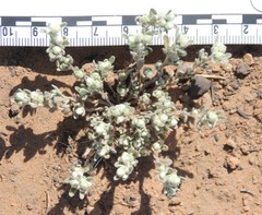 Stylocline gnaphaloides