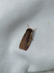 Ochropleura implecta