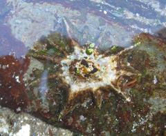 Scutellastra longicosta