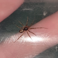 Steatoda grossa