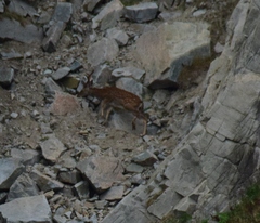 Cervus nippon mantchuricus