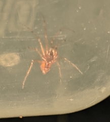 Steatoda grossa