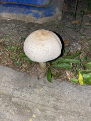Agaricaceae