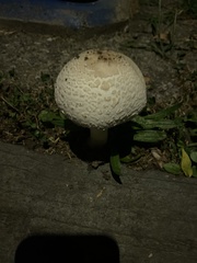 Agaricaceae