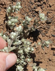 Stylocline gnaphaloides