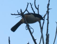 Laniarius ferrugineus ferrugineus