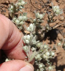 Stylocline gnaphaloides
