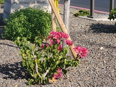 Bougainvillea