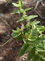 Brickellia cylindracea