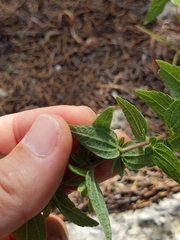 Brickellia cylindracea