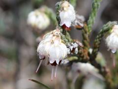 Erica tegetiformis