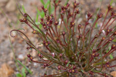 Euphorbia silenifolia