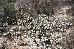 Erica tegetiformis