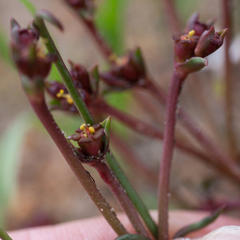 Euphorbia silenifolia