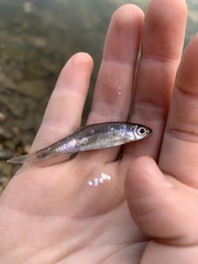 Notropis volucellus × wickliffi