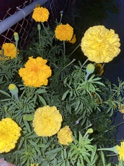 Tagetes