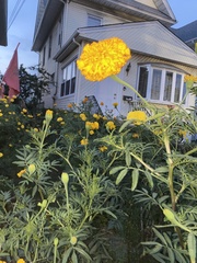 Tagetes