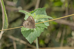 Praepedaliodes phanias