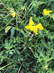 Bombus impatiens