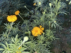 Tagetes