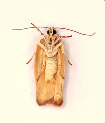 Euchaetis crypsichroa