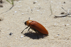 Julodimorpha saundersii