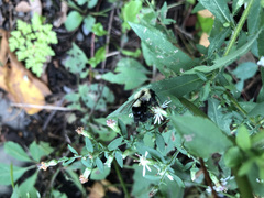 Bombus impatiens