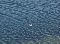 Podiceps nigricollis