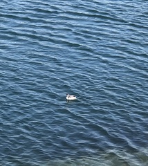 Podiceps nigricollis