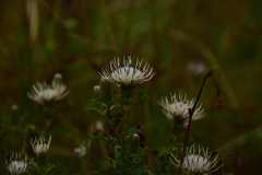Cirsium coryletorum