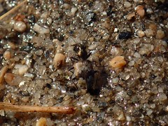Lachnophorus elegantulus