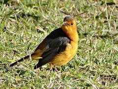 Cossypha natalensis natalensis