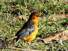 Cossypha natalensis natalensis