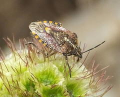 Agonoscelis versicoloratus