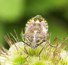 Agonoscelis versicoloratus