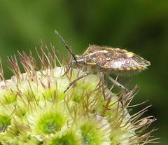 Agonoscelis versicoloratus