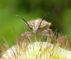 Agonoscelis versicoloratus