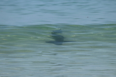 Triakis semifasciata