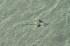 Menticirrhus undulatus