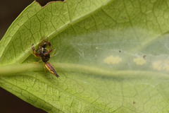 Indopadilla insularis