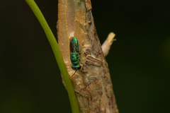 Trichrysis