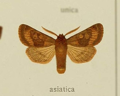 Monostola